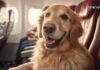 ცხოველებთან ერთად მოგზაურობა: ყველაფერი, რაც ფრენამდე უნდა იცოდეთ Golden Retriever dog sitting comfortably on an airplane passenger seat near the window.